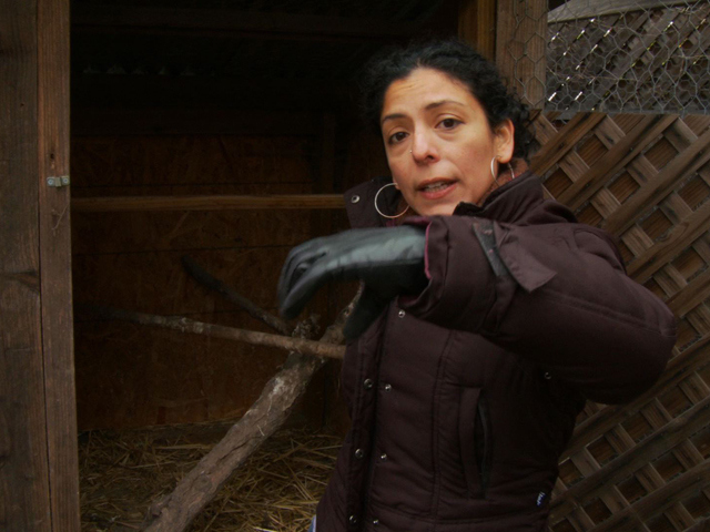 CHOW Tip: What Makes a Good Chicken Coop
