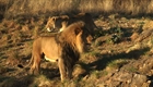 Around the World for Free - Ep 36: Big Cats