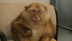 David Letterman - Drinking Monkey Top Ten