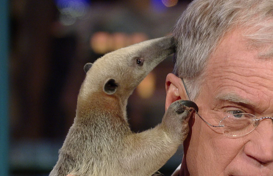 Since 1993, legendary comedian and talk show host David Letterman has be...