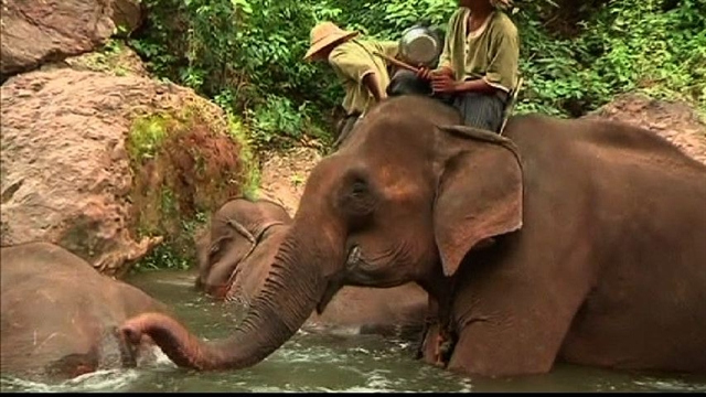 Disabled elephant retreat in Myanmar