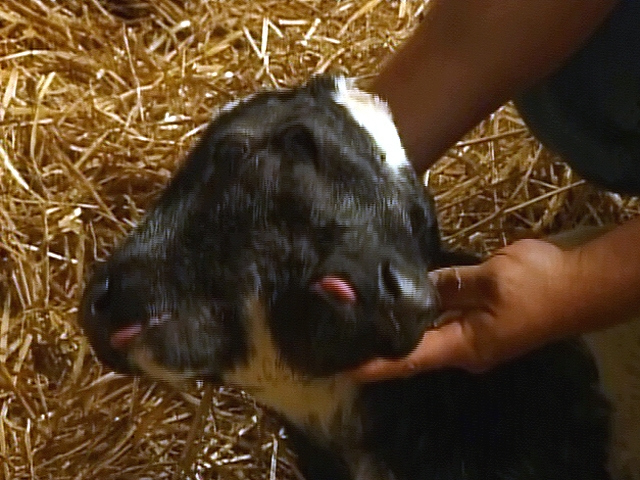 Two Headed Calf Born