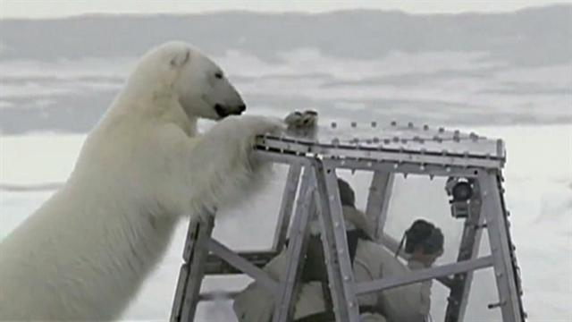 CBS This Morning: Polar bear gets too close for comfort