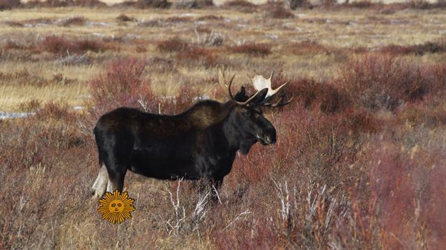 Sunday Morning: Nature: Moose on the loose