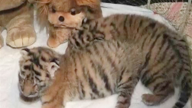 World: Rare Amur tiger cubs born in Ukraine