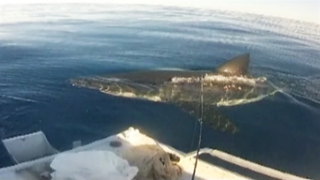 World: Great white shark stalks fishermen in Australia