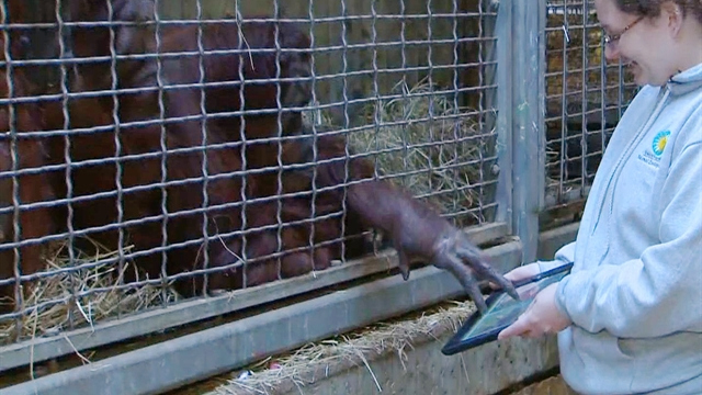 SciTech: Apes go bananas for Apple's iPad