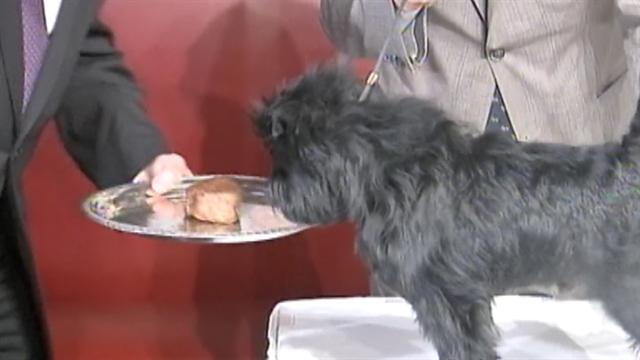 U.s.: Westminster's top dog dines on steak in NYC