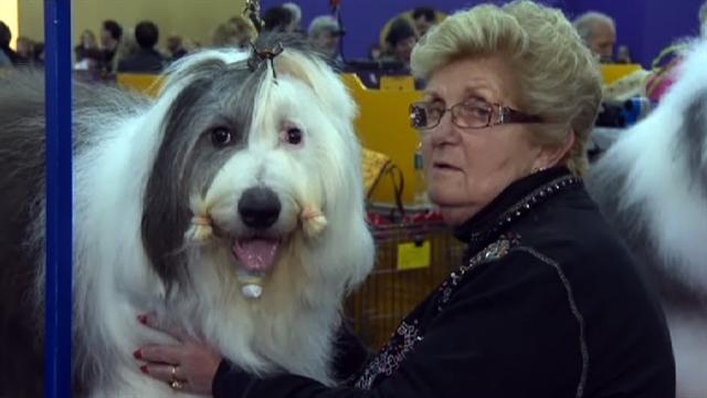 U.s.: Westminster Dog Show kicks off in NYC