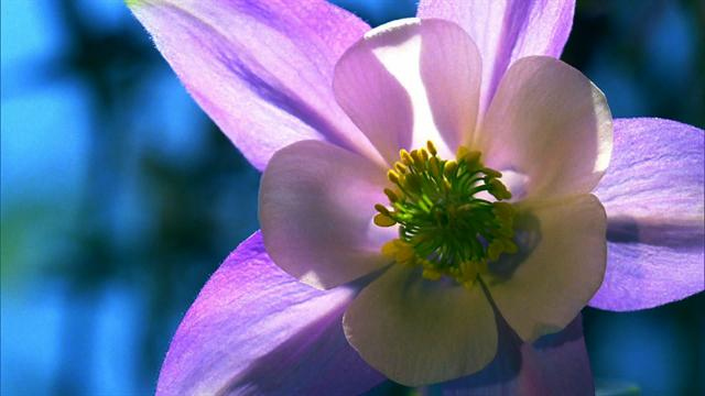 Flower power: The unfolding research on plants