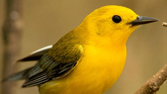 Sunday Morning: Migratory birds return for the summer