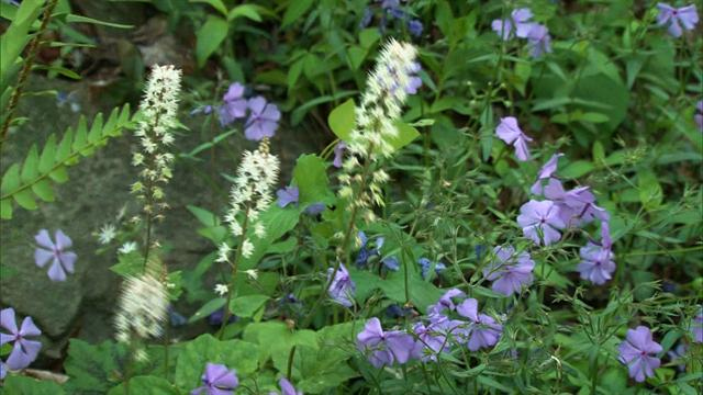 Sunday Morning: Nature: Flowers in Georgia