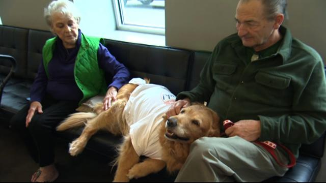 Health: Curing cancer in pets