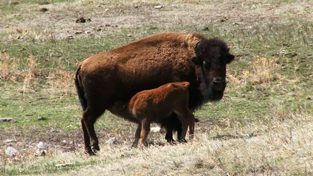Sunday Morning: Nature: Bison moms
