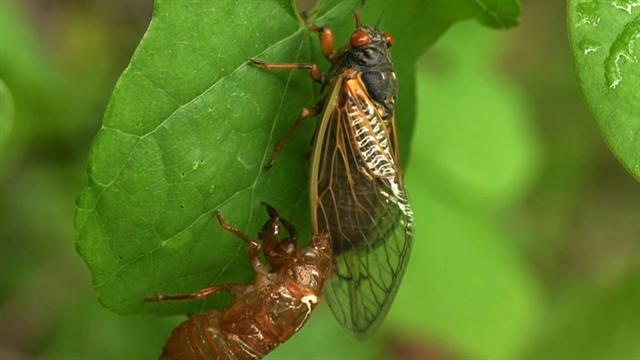 CBS Evening News: Cicadas: Making noise and love