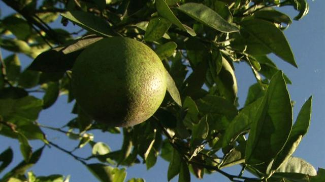 CBS This Morning : Saturday: Citrus disease attacks Florida's oranges