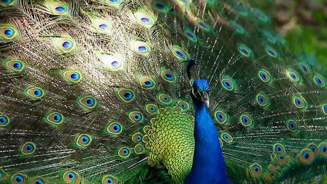 Sunday Morning: Nature: Peacocks
