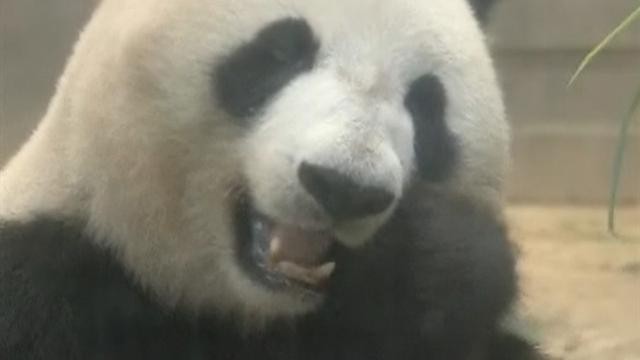 Excitement in Japan over possible new panda cub