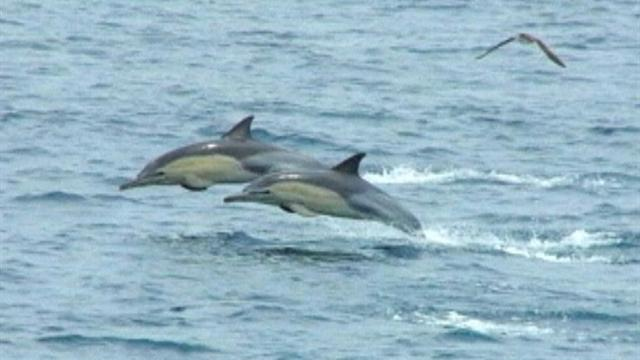 Hundreds of dolphins flee killer whales off Japanese coast