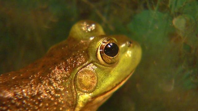 U.s.: Listening to the sounds of frogs and toads