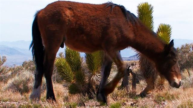 Nature: Wild horses