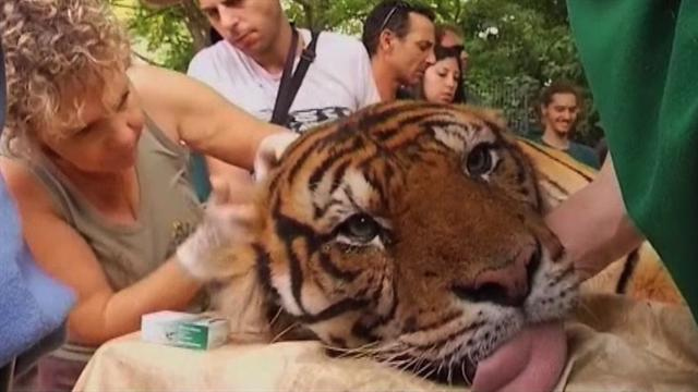 Israeli Zoo uses acupuncture to treat tiger