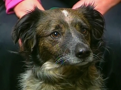 Dog Saved from Storm Drain