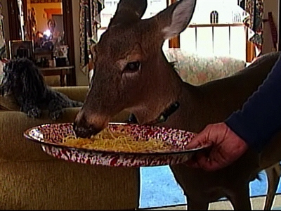 Dillie&sbquo;  the Pet Deer