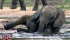 Elephant Language