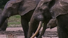 Secret Language of Elephants (thumbnail)