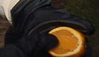 Florida Oranges Almost Frozen