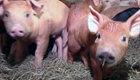 Antibiotics and Food Supply (thumbnail)