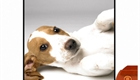 Professional Puppy Portraits (thumbnail)