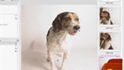 Take a Better Puppy Picture (thumbnail)