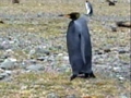 The One-in-a-Zillion Penguin