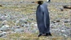 The One-in-a-Zillion Penguin