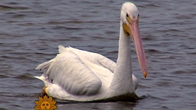 Winter timeshare for migratory white pelicans