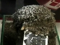 7.2 Million Mosquitos Caught in Taiwan