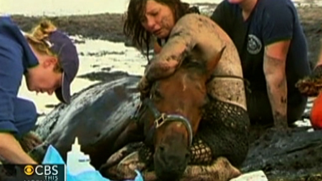 Horse rescued from mud, caught on tape