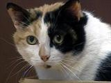Saving The Pets In Greensburg