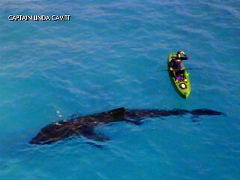 Massive shark spotted off Florida coast, caught on tape