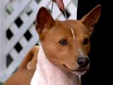 Unique Dogs On The Runway