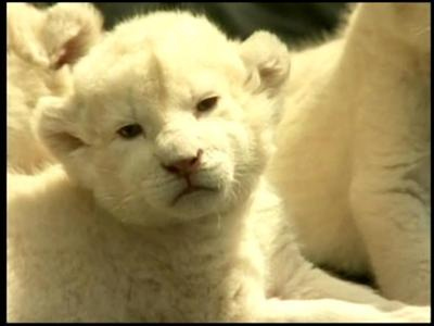 Play Rare White Lion Cubs Debut