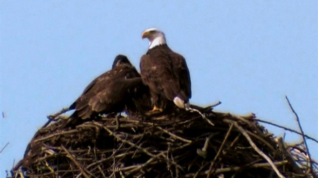 Nature: Eaglets