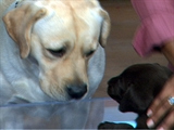 Real Labradors, Not Marley