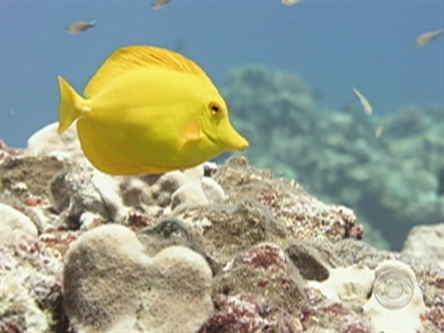 Bush&rsquo;s Oceanic Legacy