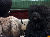 Obama Dog Shortlist