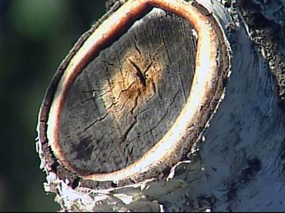 M.J.&rsquo;s Face In A Tree Stump?