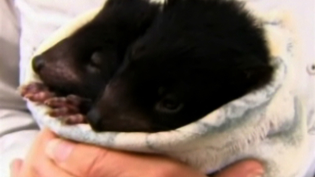 Baby Tasmanian devils debut at Australian zoo