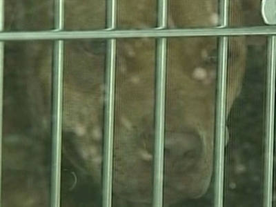 Dog-Fighting Rings Busted